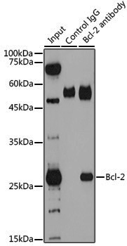 Anti-BCL2 Rabbit pAb