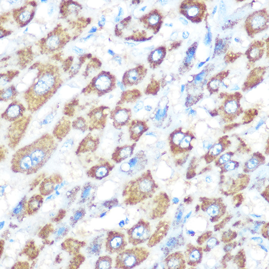 Anti-Bcl-XL Rabbit pAb