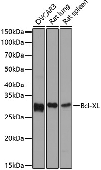 Anti-Bcl-XL Rabbit pAb