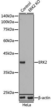 [KO Validated] Anti-ERK2 Rabbit pAb