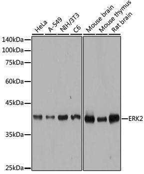 [KO Validated] Anti-ERK2 Rabbit pAb