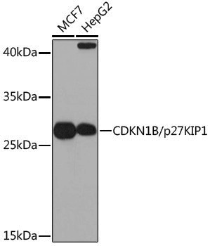Anti-p27 Kip 1 Rabbit pAb
