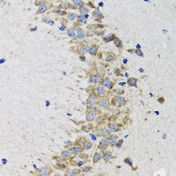 Anti-CDK1 Rabbit pAb