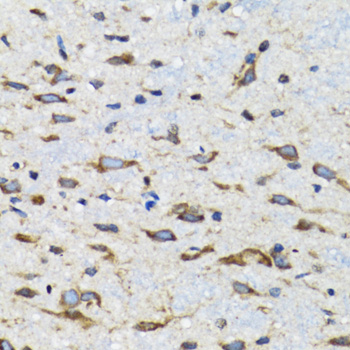 Anti-CDK1 Rabbit pAb