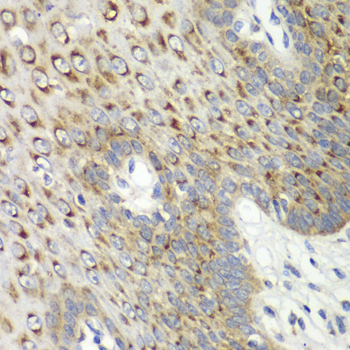 Anti-CDK1 Rabbit pAb