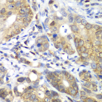 Anti-CDK1 Rabbit pAb