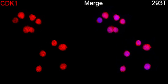 Anti-CDK1 Rabbit pAb