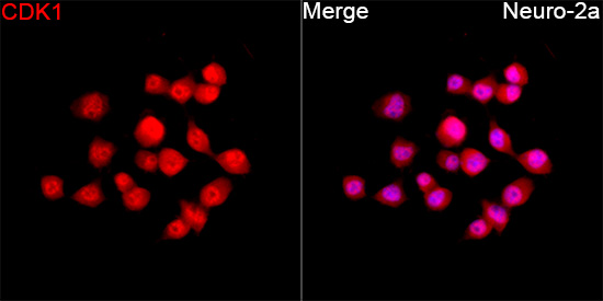 Anti-CDK1 Rabbit pAb