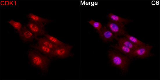 Anti-CDK1 Rabbit pAb