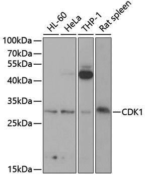 Anti-CDK1 Rabbit pAb