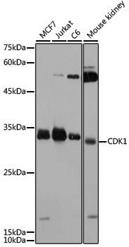 Anti-CDK1 Rabbit pAb