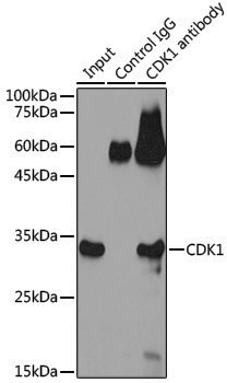 Anti-CDK1 Rabbit pAb
