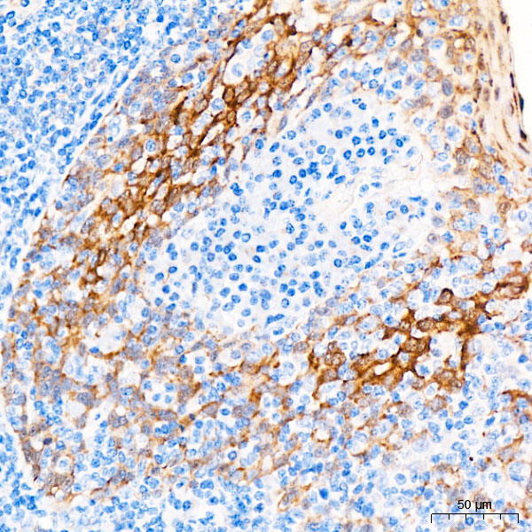 Anti-HSP27 Rabbit pAb