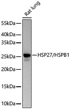 Anti-HSP27 Rabbit pAb