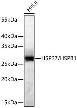 Anti-HSP27 Rabbit pAb