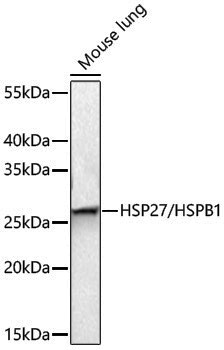 Anti-HSP27 Rabbit pAb