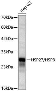 Anti-HSP27 Rabbit pAb