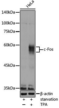 Anti-c-Fos Rabbit pAb