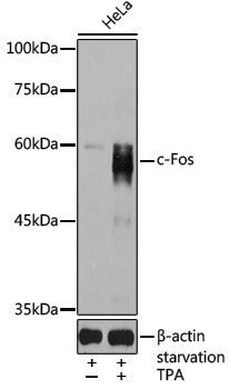 Anti-c-Fos Rabbit pAb
