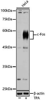 Anti-c-Fos Rabbit pAb