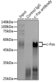 Anti-c-Fos Rabbit pAb