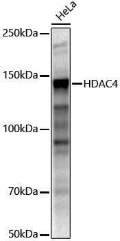 Anti-HDAC4 Rabbit pAb