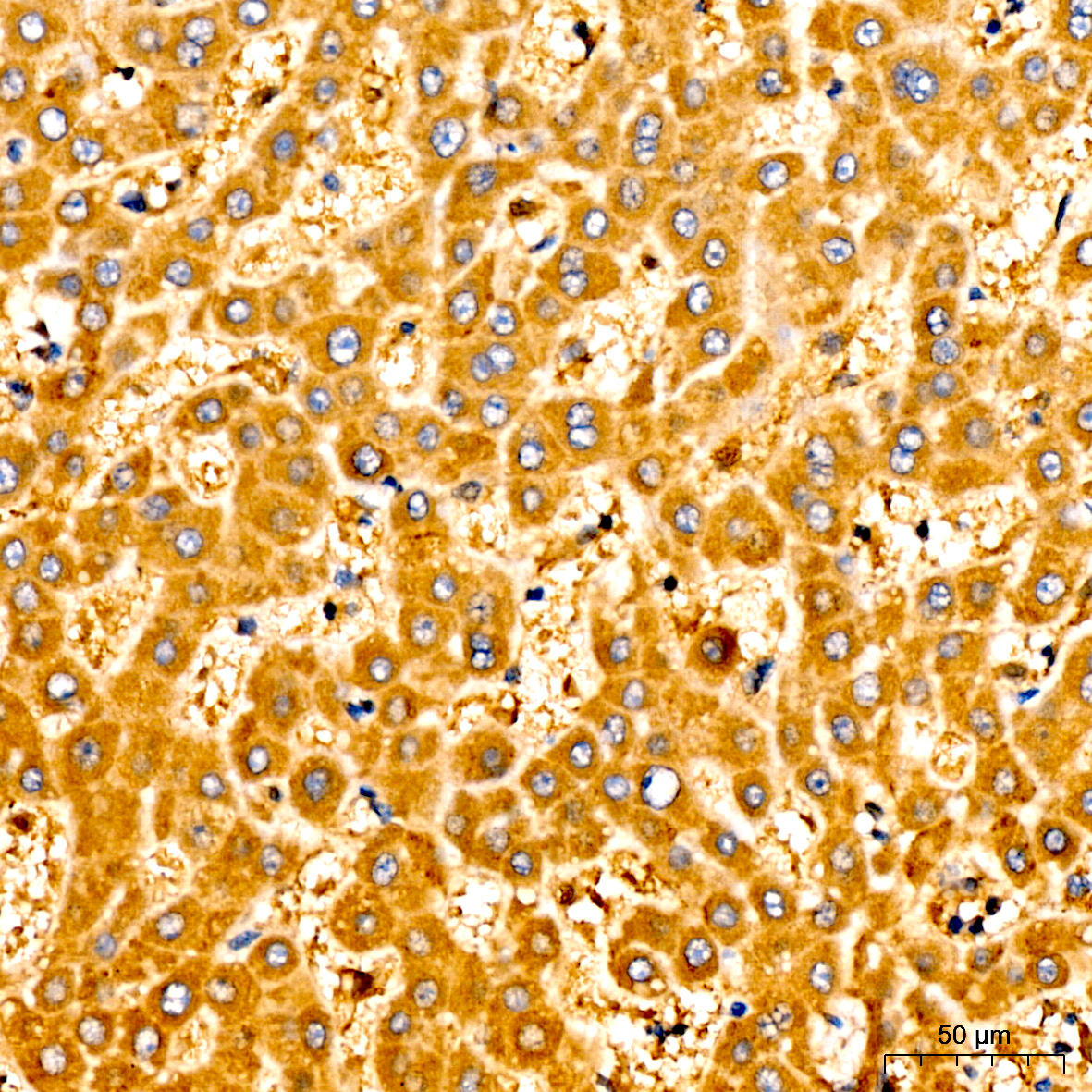 Anti-Caspase 9 Rabbit pAb