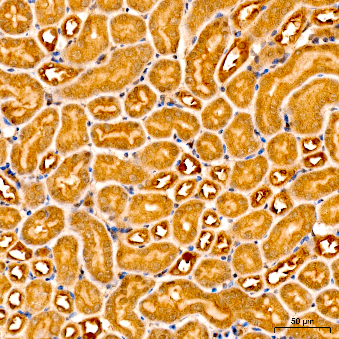 Anti-Caspase 9 Rabbit pAb