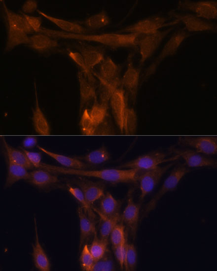 Anti-Caspase 9 Rabbit pAb