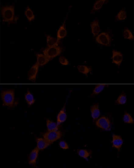 Anti-Caspase 9 Rabbit pAb