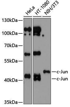 Anti-c-Jun Rabbit pAb