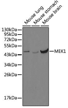 Anti-MEK1 Rabbit pAb