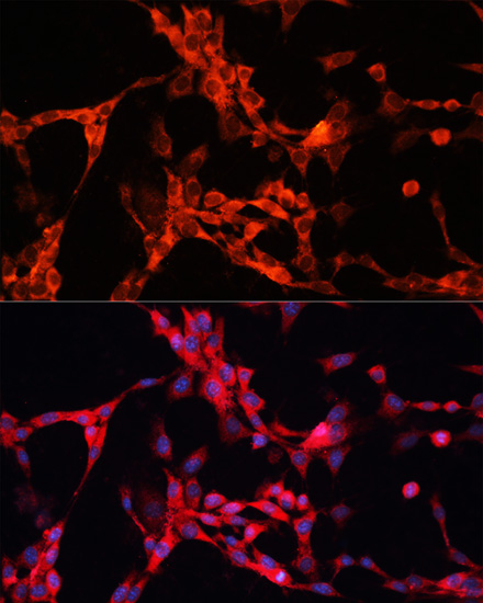 Anti-GSK3 alpha Rabbit pAb