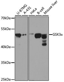 Anti-GSK3 alpha Rabbit pAb