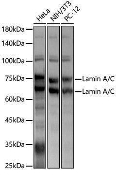 Anti-Lamin A/C Rabbit pAb