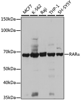 Anti-RARA Rabbit pAb