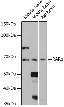 Anti-RARA Rabbit pAb