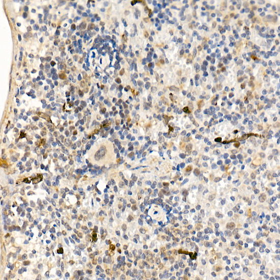 Anti-ABL1 Rabbit pAb