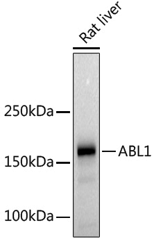 Anti-ABL1 Rabbit pAb