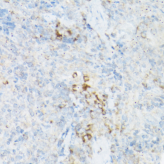 Anti-TNF alpha Rabbit pAb