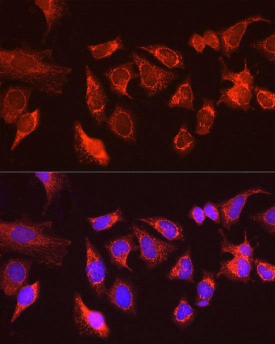 Anti-ATG13 Rabbit pAb