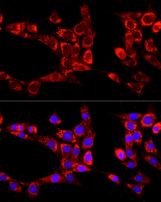 Anti-ATG13 Rabbit pAb