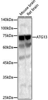 Anti-ATG13 Rabbit pAb