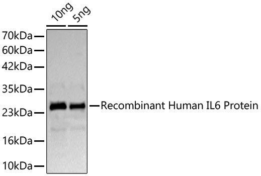 Anti-IL-6 Rabbit pAb