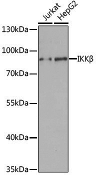 Anti-IKK beta Rabbit pAb