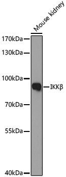 Anti-IKK beta Rabbit pAb