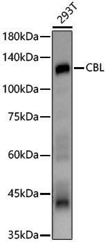 Anti-CBL Rabbit pAb