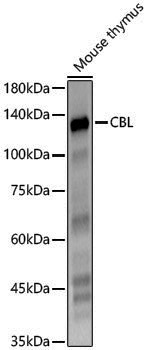 Anti-CBL Rabbit pAb