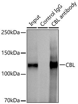Anti-CBL Rabbit pAb