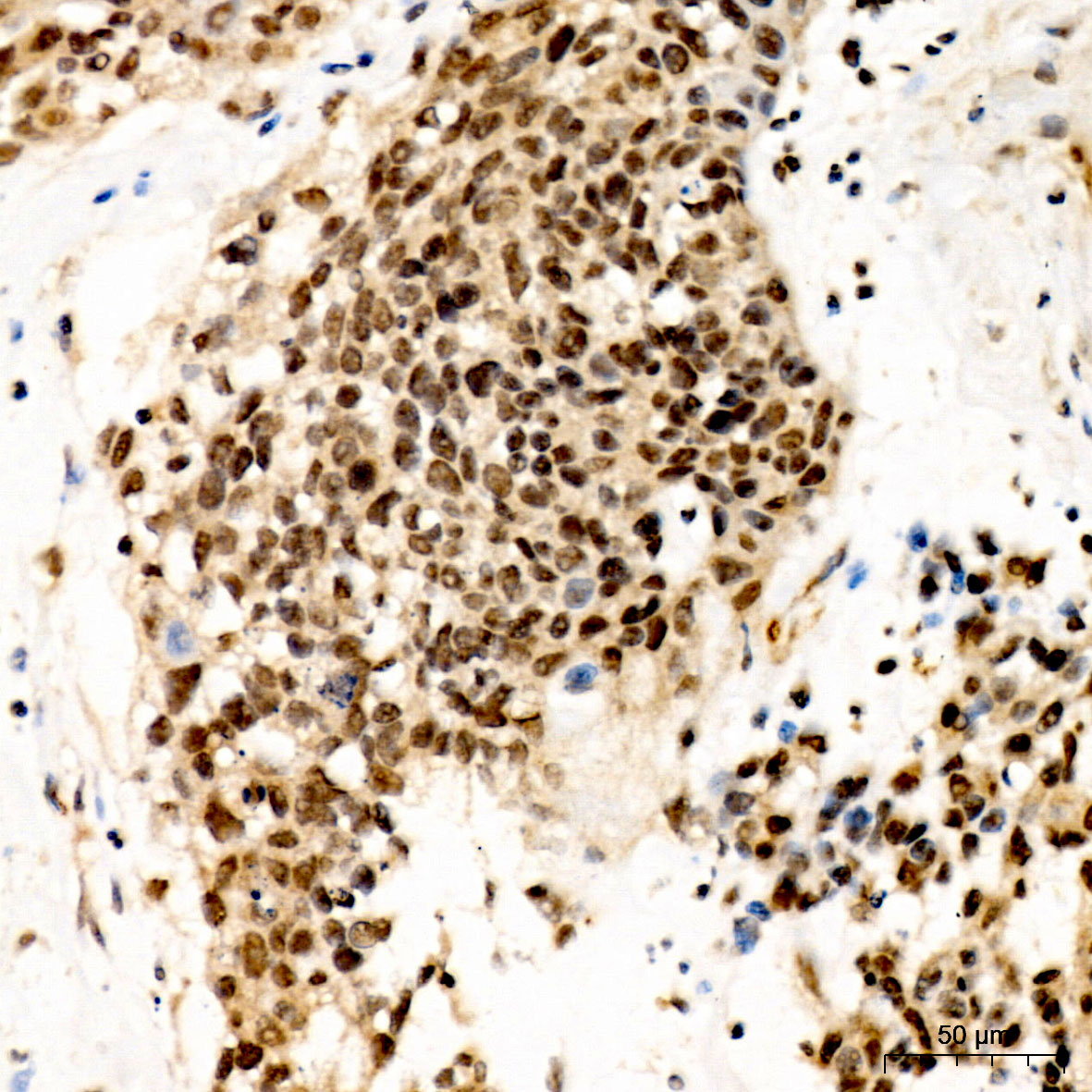 Anti-MDM2 Rabbit pAb